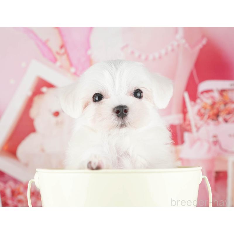 販売中の千葉県のマルチーズ-424285の12枚目