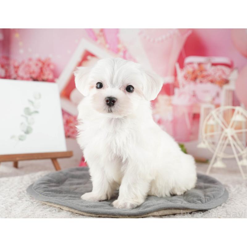 販売中の千葉県のマルチーズ-424285の11枚目