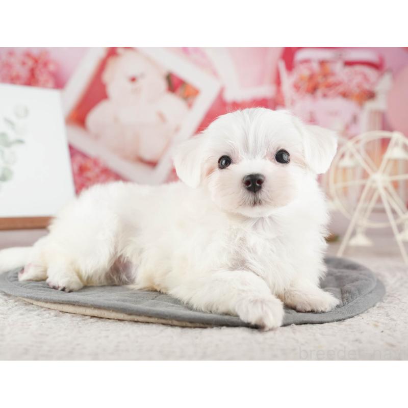 販売中の千葉県のマルチーズ-424285の10枚目