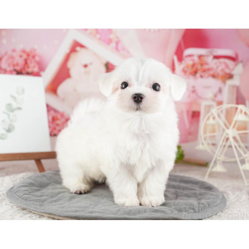 販売中の千葉県のマルチーズ-424285の9枚目