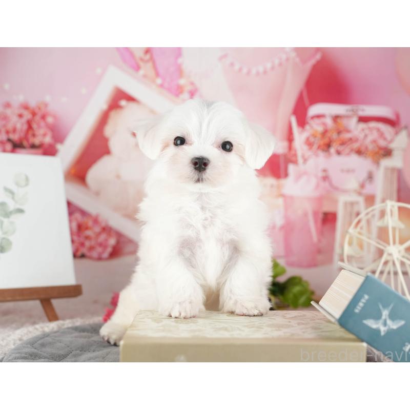 販売中の千葉県のマルチーズ-424285の8枚目