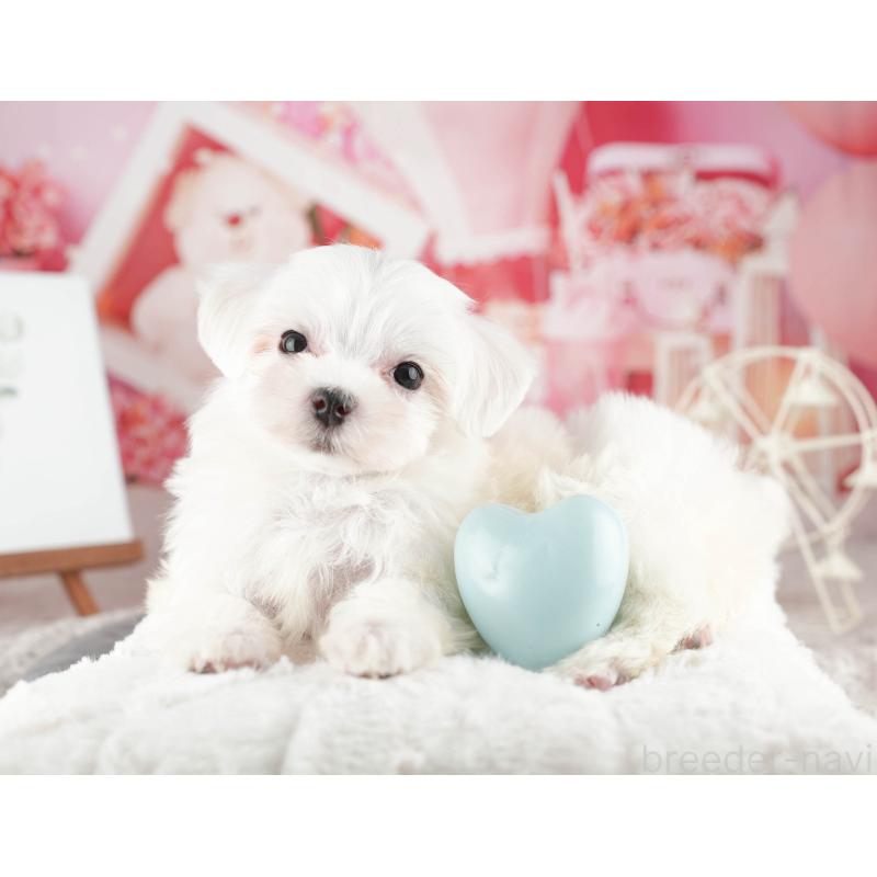 販売中の千葉県のマルチーズ-424285の7枚目