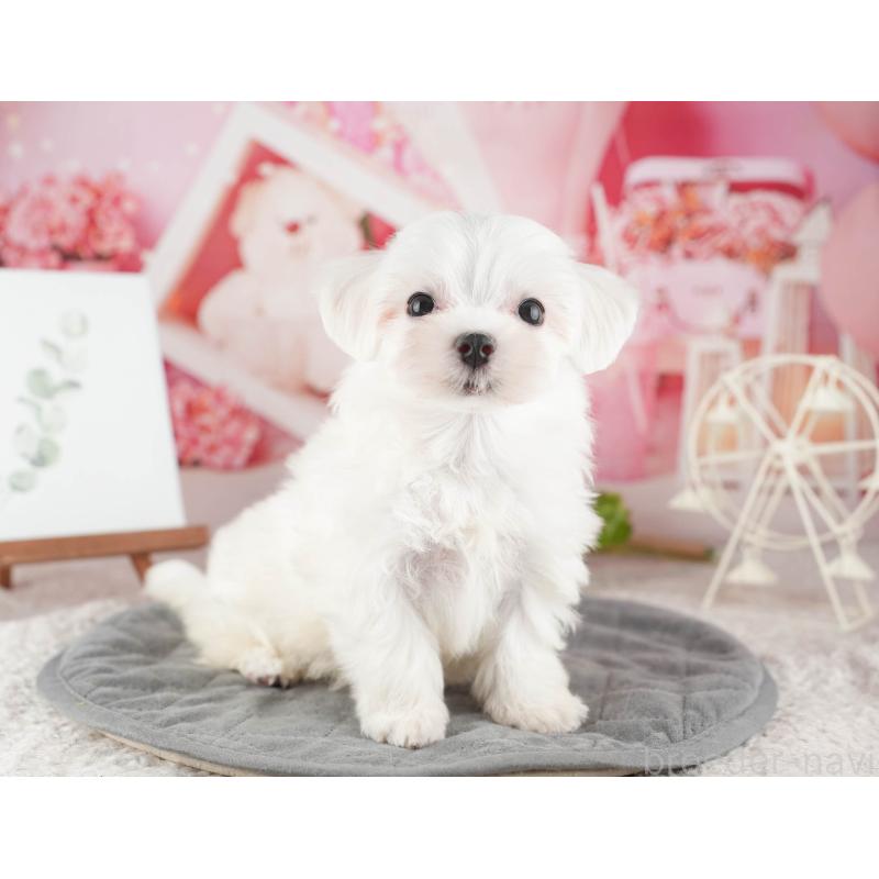 販売中の千葉県のマルチーズ-424285の6枚目