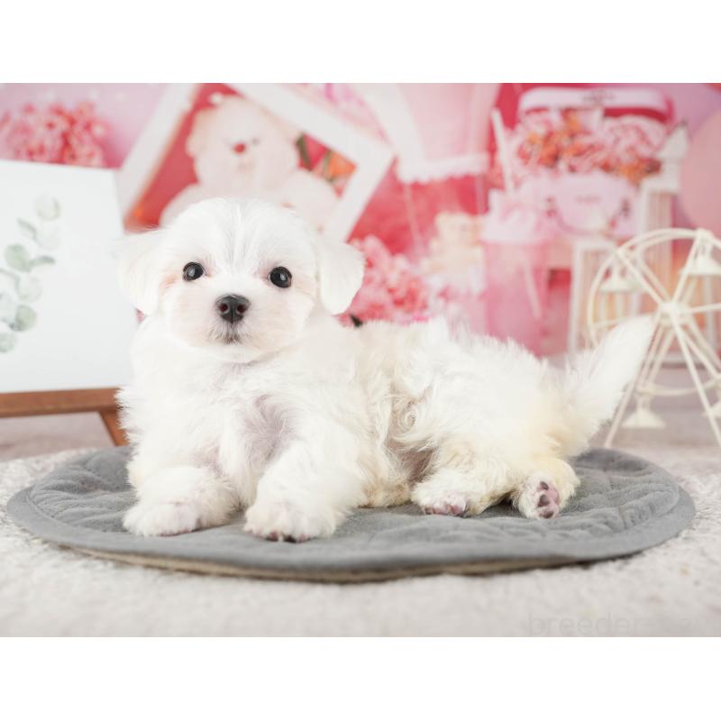 販売中の千葉県のマルチーズ-424285の5枚目