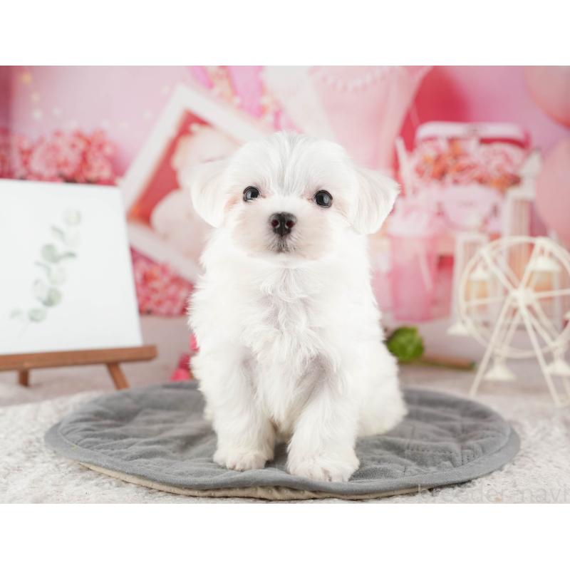 販売中の千葉県のマルチーズ-424285の4枚目