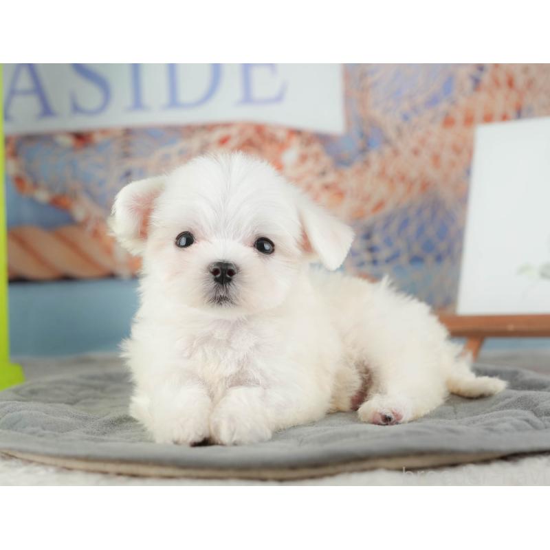 販売中の千葉県のマルチーズ-424283