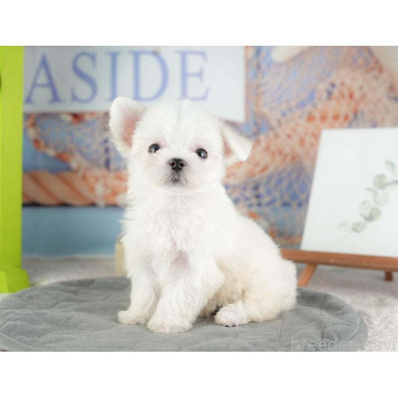 販売中の千葉県のマルチーズ-424283の11枚目