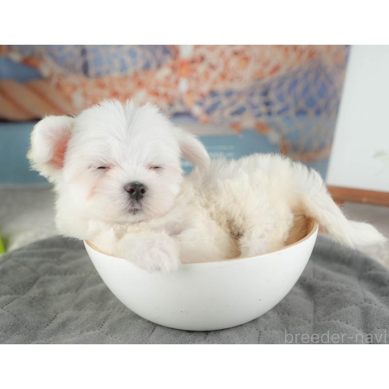 販売中の千葉県のマルチーズ-424283の10枚目