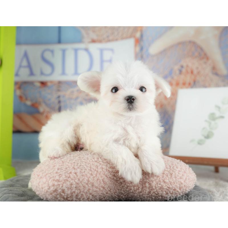 販売中の千葉県のマルチーズ-424283の9枚目