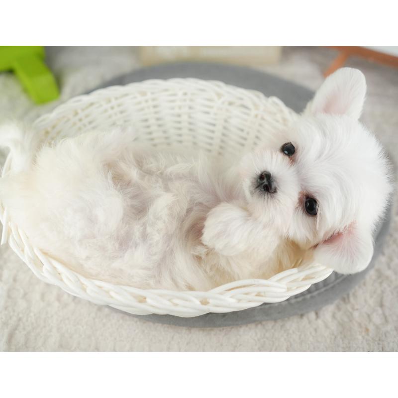 販売中の千葉県のマルチーズ-424283の8枚目