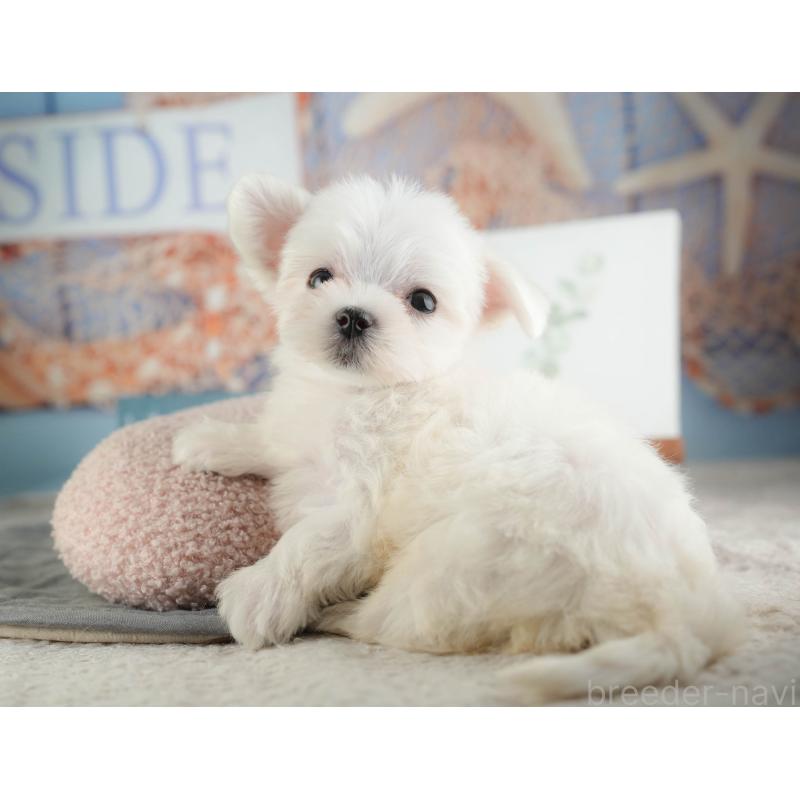 販売中の千葉県のマルチーズ-424283の7枚目