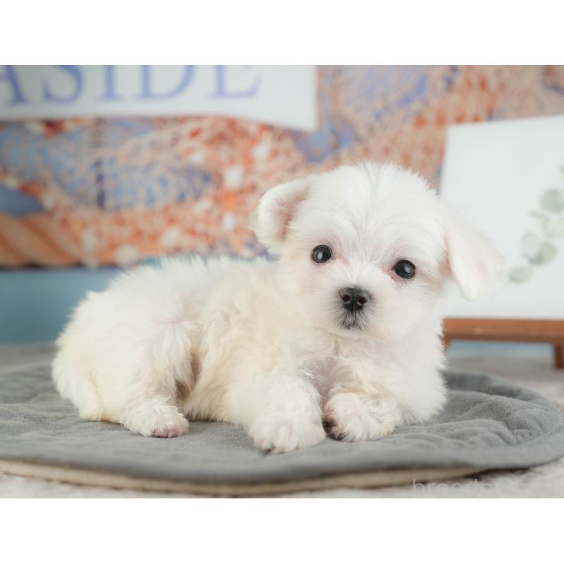 販売中の千葉県のマルチーズ-424283の6枚目