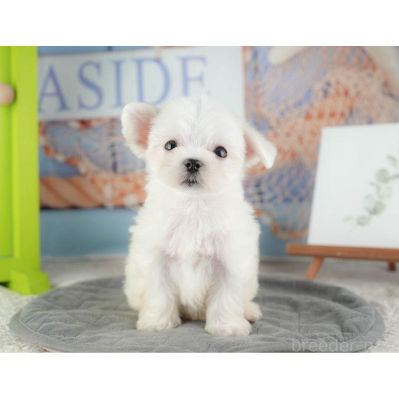 販売中の千葉県のマルチーズ-424283の5枚目