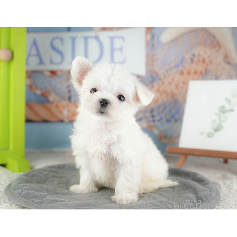 販売中の千葉県のマルチーズ-424283の4枚目