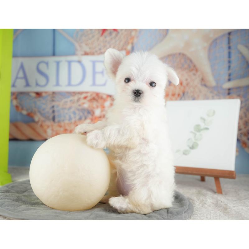 販売中の千葉県のマルチーズ-424283の3枚目