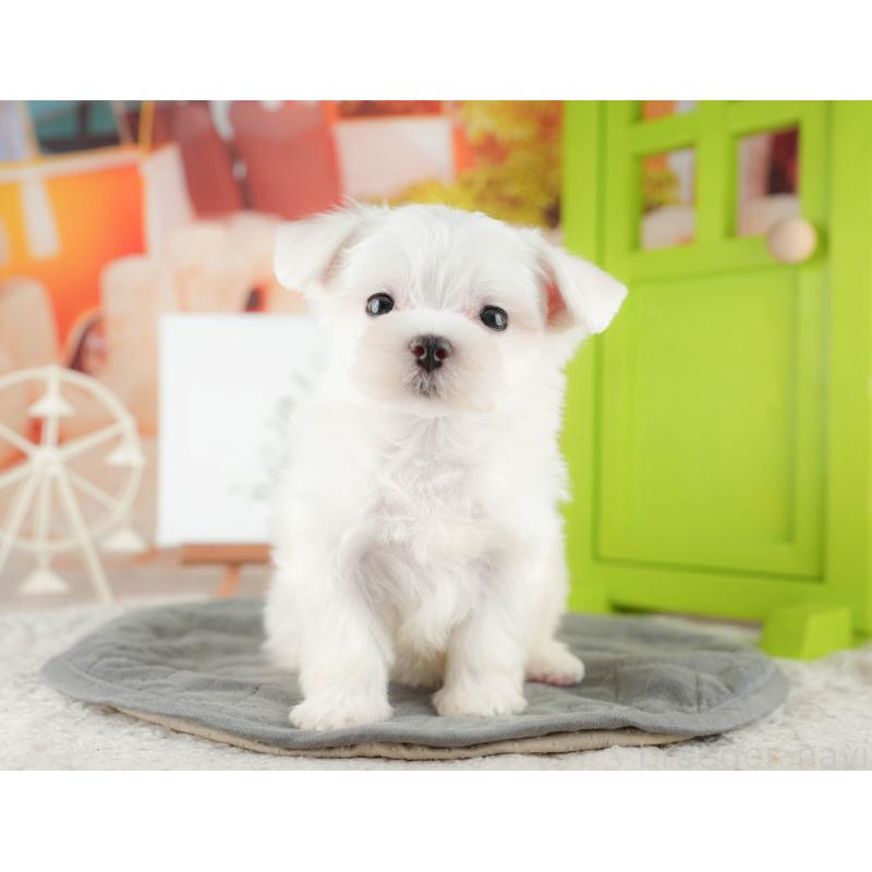 販売中の千葉県のマルチーズ-424282