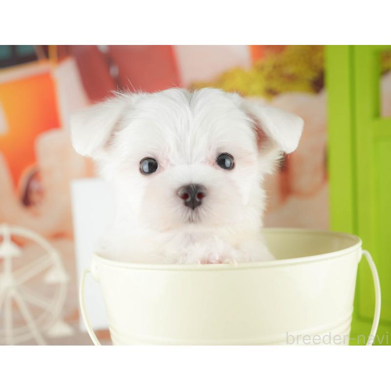 販売中の千葉県のマルチーズ-424282の11枚目