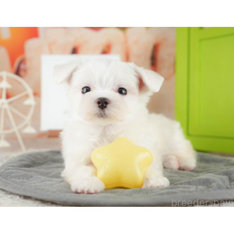 販売中の千葉県のマルチーズ-424282の10枚目