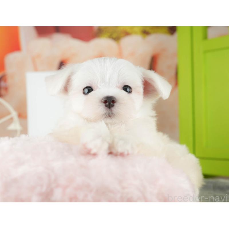 販売中の千葉県のマルチーズ-424282の9枚目