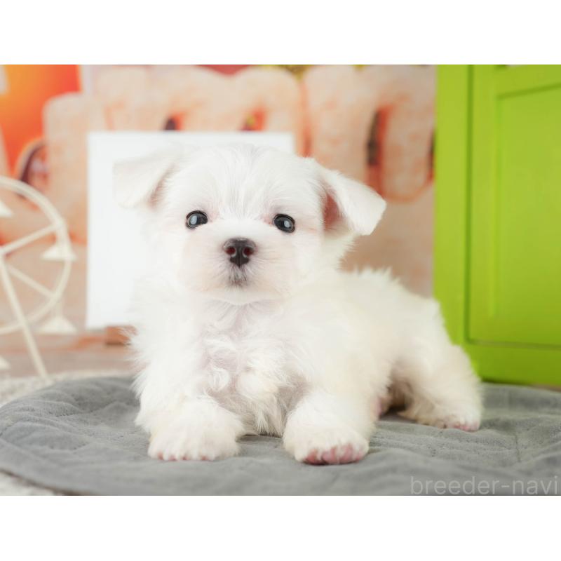 販売中の千葉県のマルチーズ-424282の8枚目