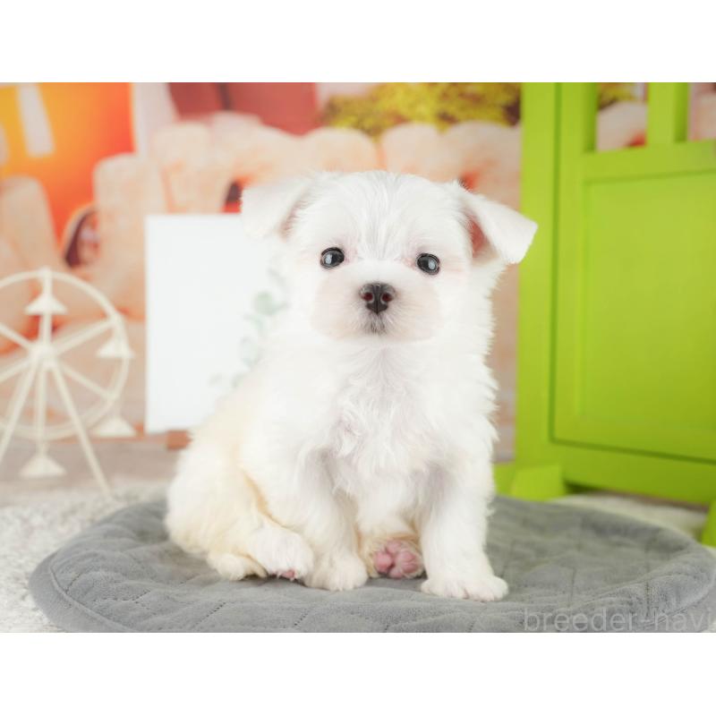 販売中の千葉県のマルチーズ-424282の7枚目