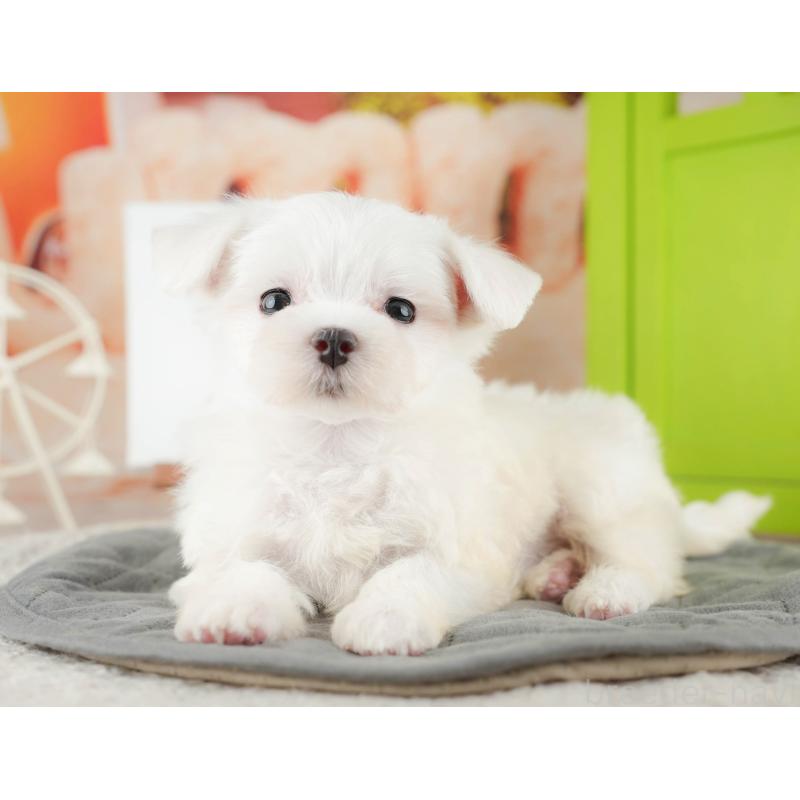 販売中の千葉県のマルチーズ-424282の6枚目