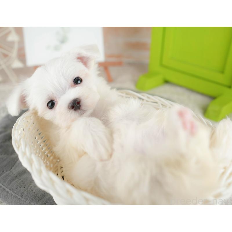 販売中の千葉県のマルチーズ-424282の5枚目