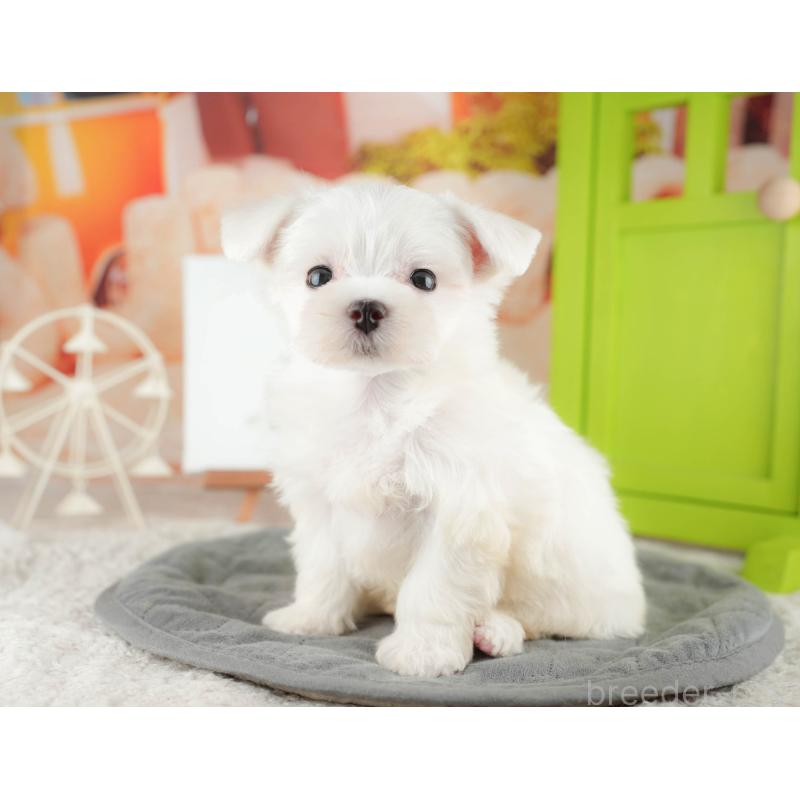 販売中の千葉県のマルチーズ-424282の4枚目