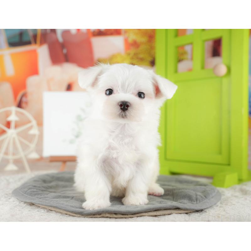 販売中の千葉県のマルチーズ-424282の3枚目