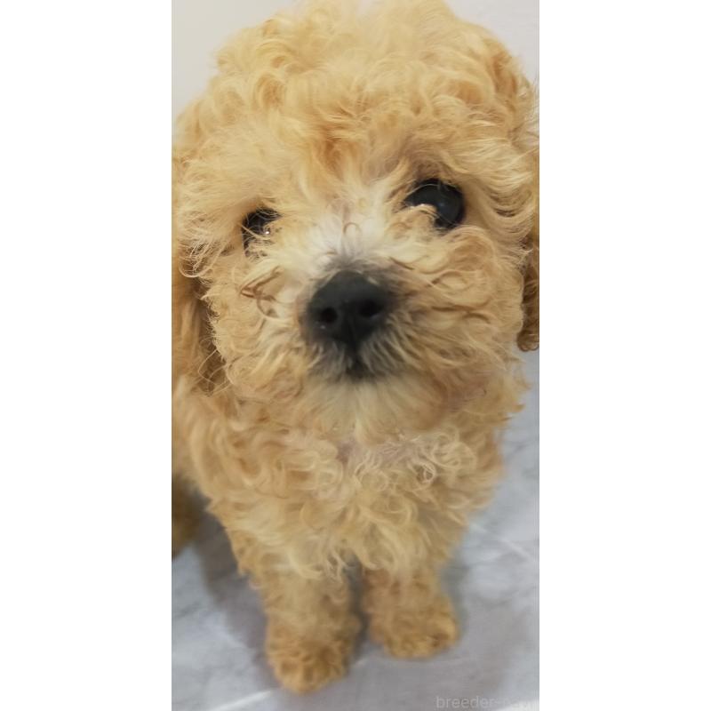 販売中の宮崎県のティーカッププードル-424107