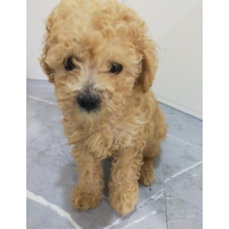 販売中の宮崎県のティーカッププードル-424107の2枚目