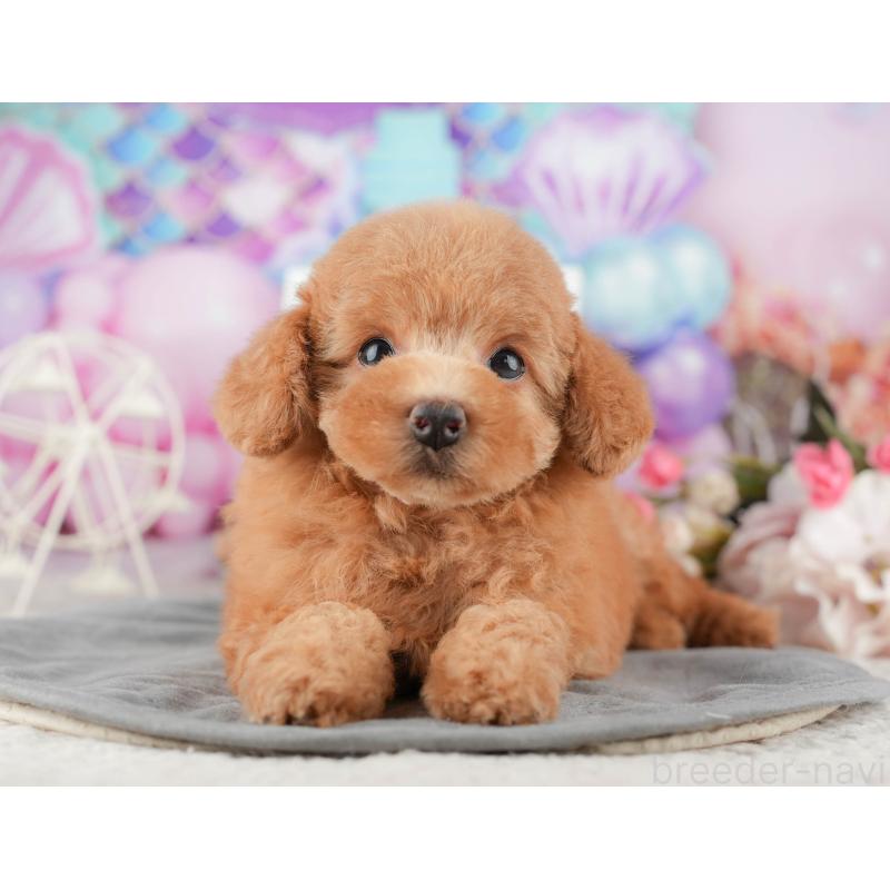 販売中ののトイプードル-424281