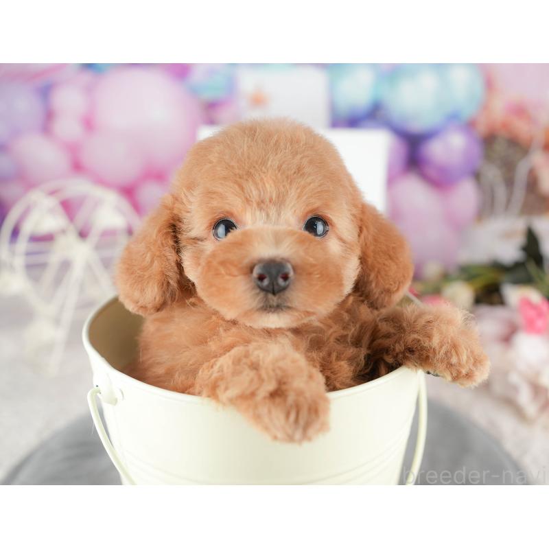 販売中の千葉県のトイプードル-424281の11枚目