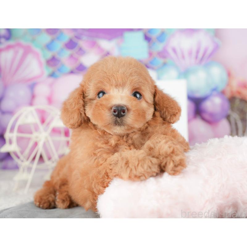 販売中の千葉県のトイプードル-424281の10枚目