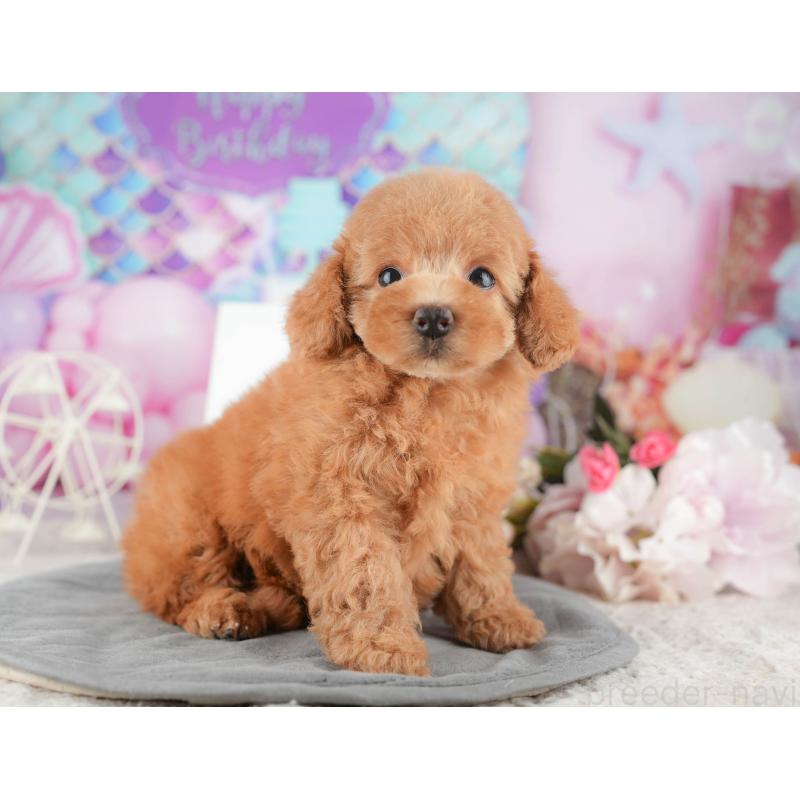 販売中の千葉県のトイプードル-424281の9枚目