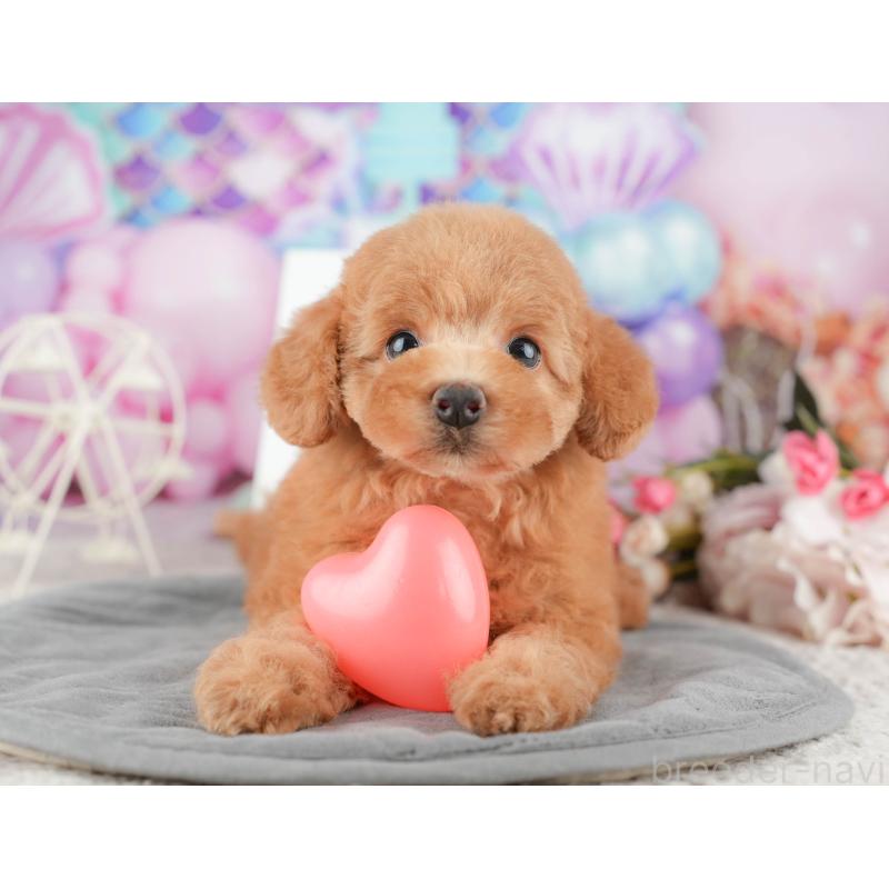 販売中の千葉県のトイプードル-424281の8枚目