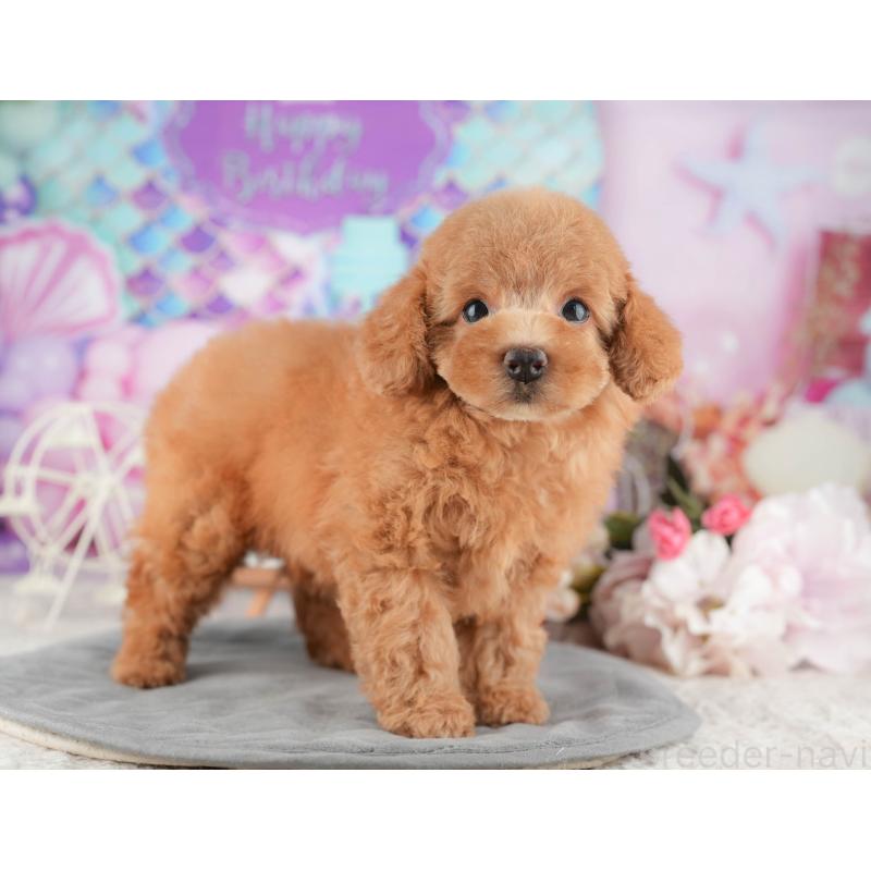 販売中の千葉県のトイプードル-424281の7枚目