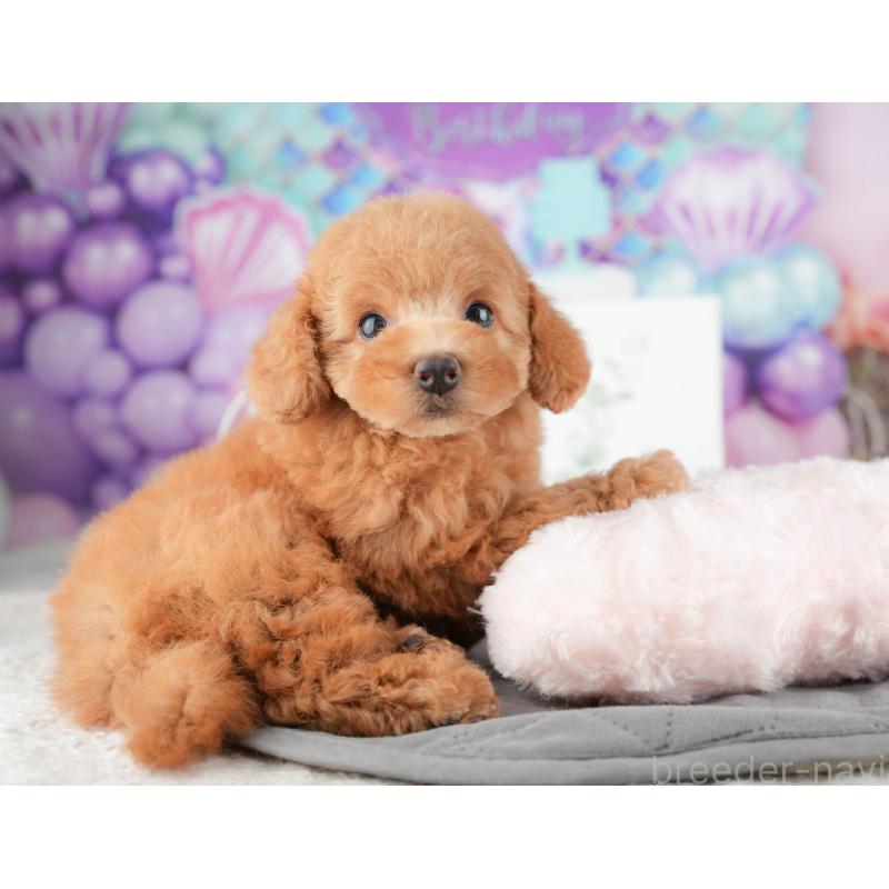 販売中の千葉県のトイプードル-424281の6枚目