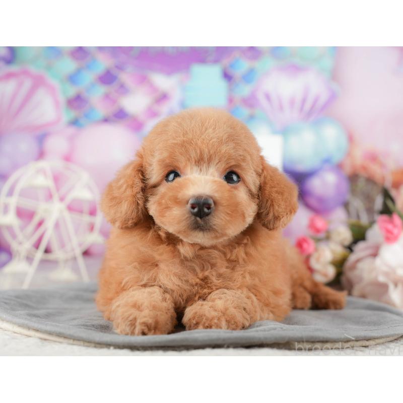 販売中の千葉県のトイプードル-424281の5枚目