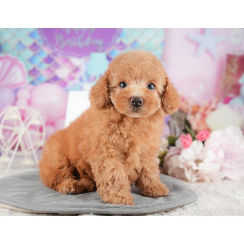 販売中の千葉県のトイプードル-424281の4枚目