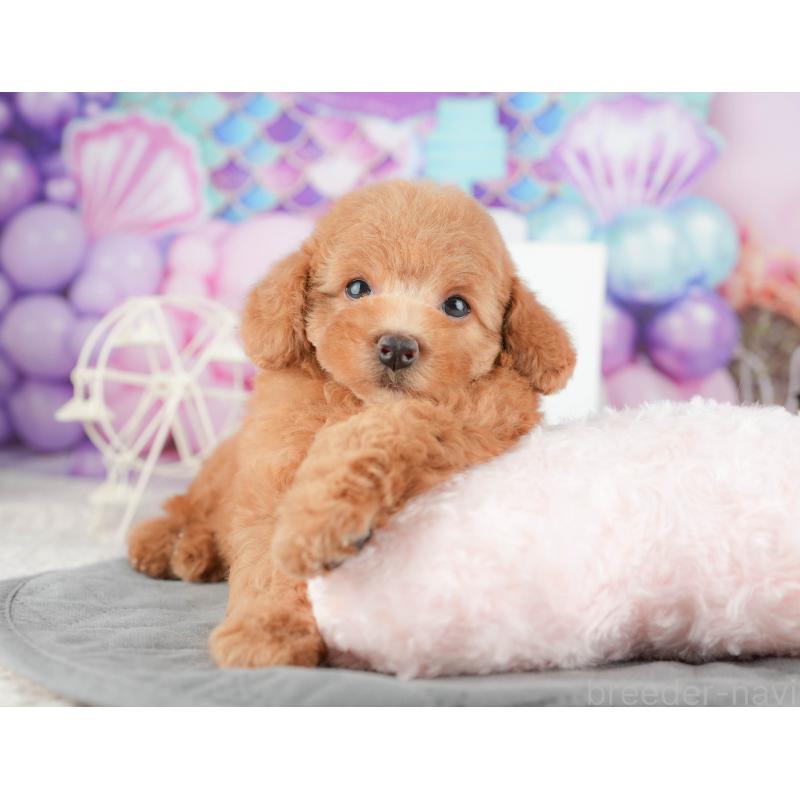 販売中の千葉県のトイプードル-424281の3枚目