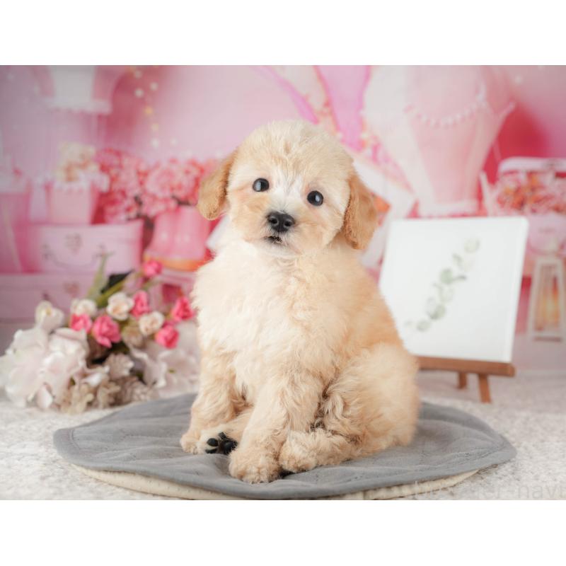 販売中の千葉県のトイプードル-424278