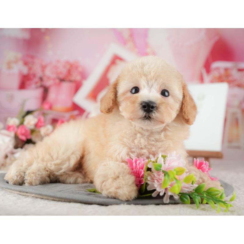 販売中の千葉県のトイプードル-424278の10枚目