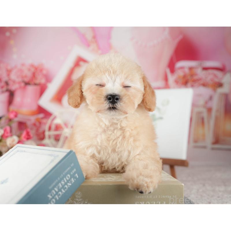 販売中の千葉県のトイプードル-424278の9枚目