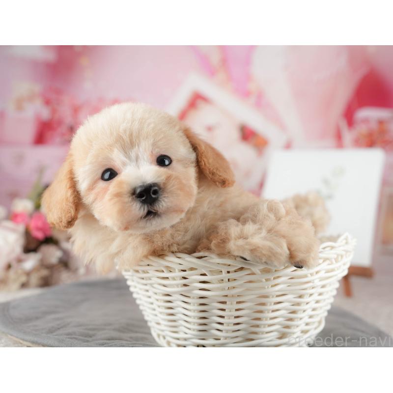 販売中の千葉県のトイプードル-424278の5枚目