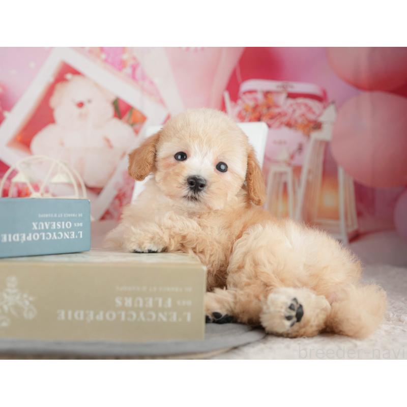 販売中の千葉県のトイプードル-424278の4枚目