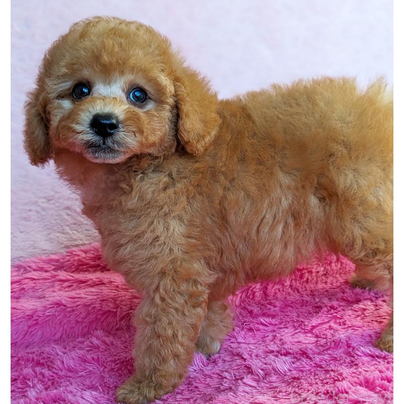 販売中の静岡県のトイプードル-424108の10枚目