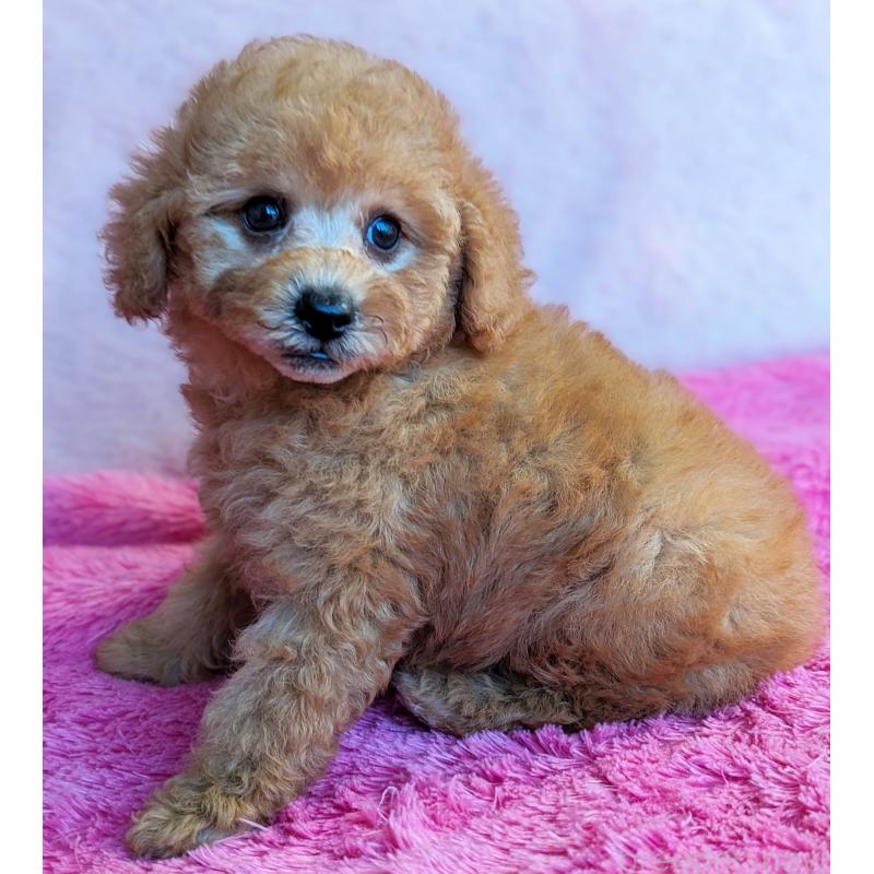 販売中の静岡県のトイプードル-424108の9枚目