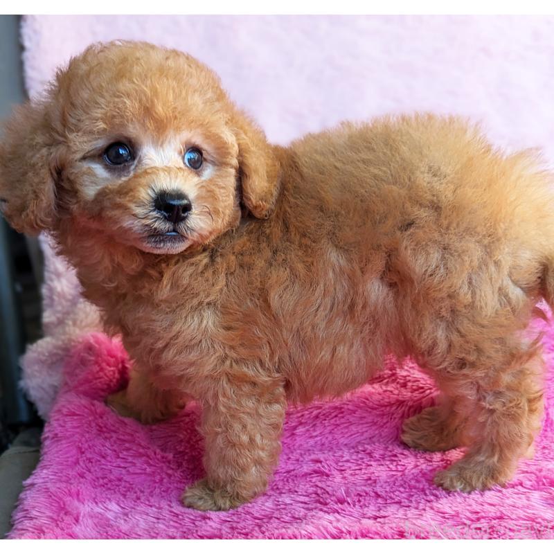 販売中の静岡県のトイプードル-424108の8枚目