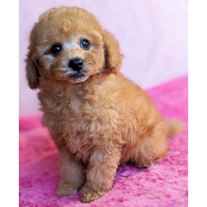 販売中の静岡県のトイプードル-424108の7枚目